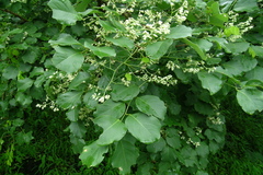 Dalbergia latifolia